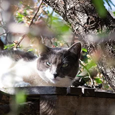 Gato blanco y gris de una colonia de Olesa