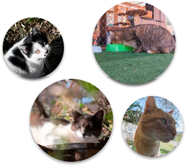 Quatre gats de les colònies felines d'Olesa de Montserrat