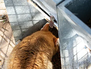Gato naranja comiendo pienso en un comedero de la colonia